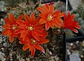 Rebutia archibuiningiana L404