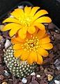 Rebutia krainziana J 212