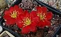 Rebutia heliosa solisoides RH1024