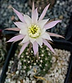 Echinopsis ancistrophora VG635