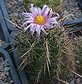 Thelocactus lausseri