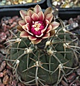 Gymnocalycium spegazzini DJF248