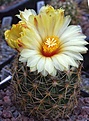 Coryphantha cornifera SB123