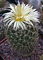 Coryphantha pallida RS874