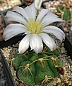 Gymnocalycium horstii PR437