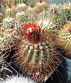 Parodia rauschii P63a