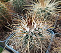 Parodia maxima VG-934