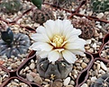 Gymnocalycium borthii ssp nogolense