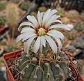 Gymnocalycium vatteri