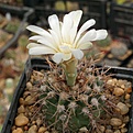 Gymnocalycium intertextum P81