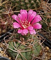 Gymnocalycium carminanthum