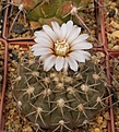 G. riojense ssp.kozelskyanum v.sanjuanense VS 33