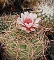 Gymnocalycium cardenazianum
