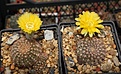 Lobivia pusilla v.flavifiora