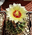 Hamatocactus setispinus