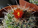 Parodia zecheri
