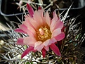 Neochilenia sp