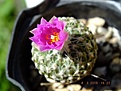 Pelecyphora strobiliformis