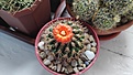 Parodia mairanana(голланская)