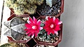 Gymnocalycium baldianum