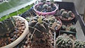 Gymnocalycium cardenasianum VG935a