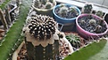 Gymnocalycium friedrichii var. albiflorum LB2178