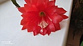 Epiphyllum hybr. red