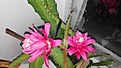 Epiphyllum hybr. pink