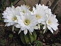 Echinopsis subdenudata