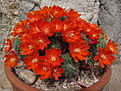 Rebutia