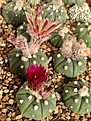 Astrophytum cv