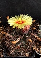 Astrophytum senile