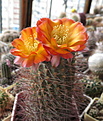 Acanthocalycium glaucum