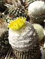 Parodia gibbulosoides