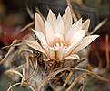 Turbinicarpus macrochele