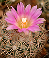 Coryphantha  pseudoechinus ssp.pusilliflora