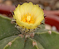 Astrophytum myriostigma f. nudum.