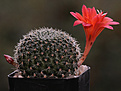 Rebutia minuscula v. grandiflora
WR0063