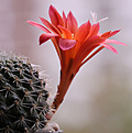 Rebutia minuscula v. grandiflora
WR0063