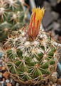 Coryphantha delicata   1