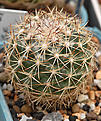 Coryphantha delicata 2