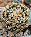 Coryphantha delicata 3