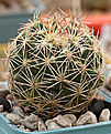 Coryphantha delicata 3