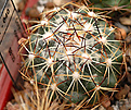 Coryphantha cornifera  SB 128