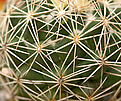 Coryphantha delicata