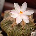 Aztekium rtherii