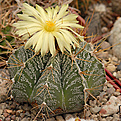 Astrophytum  ornatum