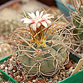 Gymnocalycium  cardenasianum