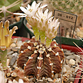 Gymnocalycium  friedrichii LB2178 Agua Dulce