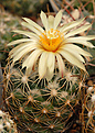 Coryphantha carnifera